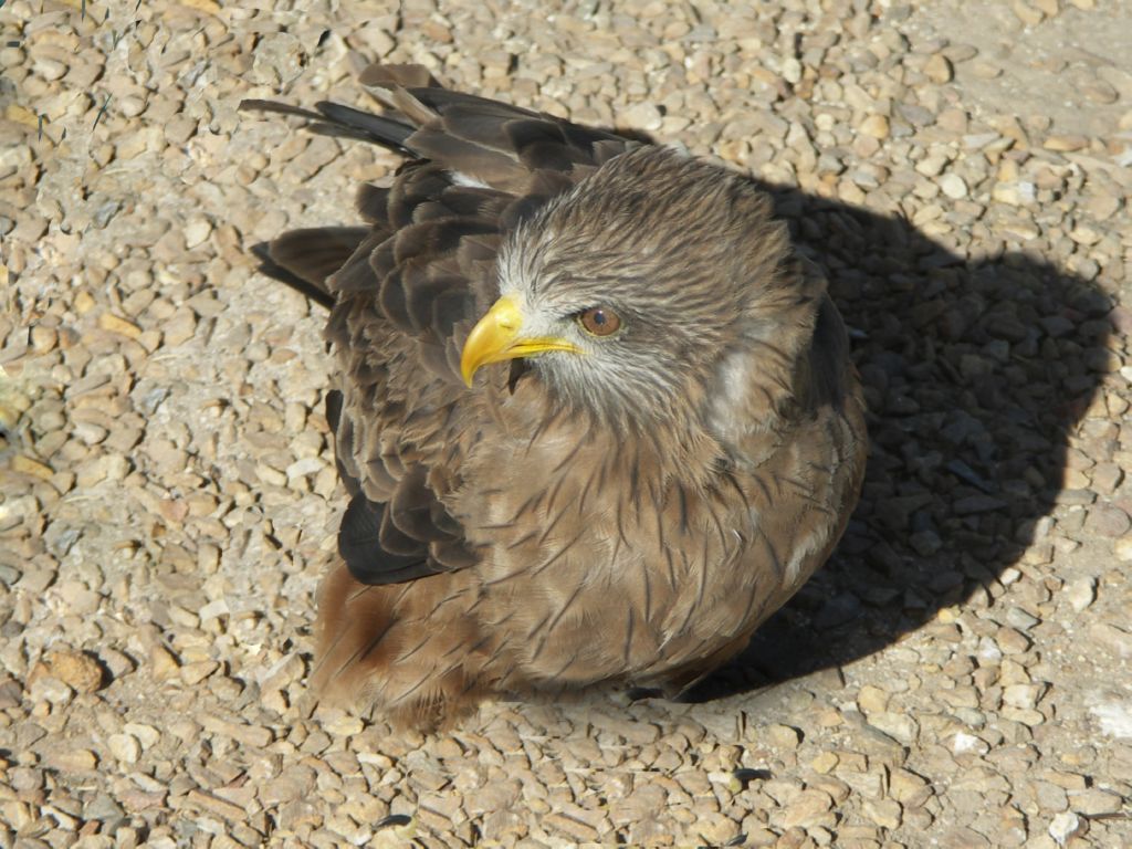 mausebussard 